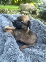🩷 Vega — Pink Collar, a female Belgian Malinois for sale in Bloomfield, CT – 1 of 2