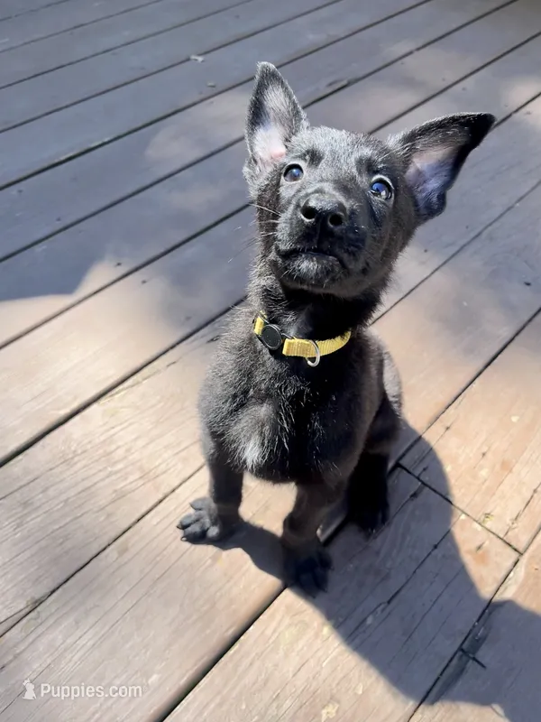 🟡 Maverick — Yellow Collar – Belgian Malinois puppy for sale in Bloomfield, CT