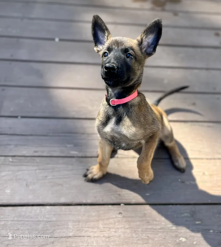 🩷 Vega — Pink Collar – Belgian Malinois puppy for sale in Bloomfield, CT