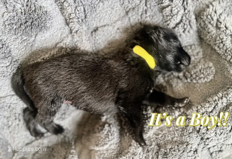 🟡 Maverick — Yellow Collar – Belgian Malinois puppy for sale in Hartford, CT