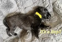 🟡 Maverick — Yellow Collar, a male Belgian Malinois for sale in Hartford, CT – 1 of 1