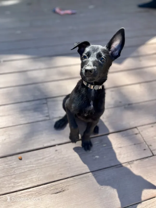🩶 Xena — Grey Collar – Belgian Malinois puppy for sale in Bloomfield, CT