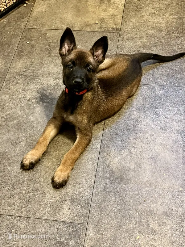 🩷 Vega — Pink Collar – Belgian Malinois puppy for sale in Bloomfield, CT