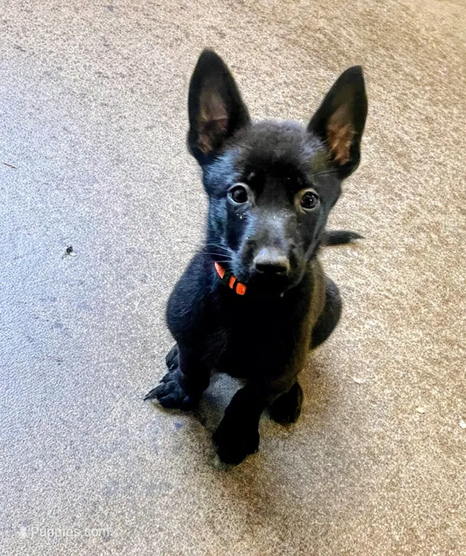 🟠 Ace — Orange Collar – Belgian Malinois puppy for sale in Bloomfield, CT