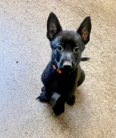 🟠 Ace — Orange Collar, a male Belgian Malinois for sale in Bloomfield, CT – 3 of 5