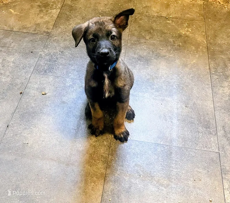 🔵 Rambo — Blue Collar – Belgian Malinois puppy for sale in Bloomfield, CT