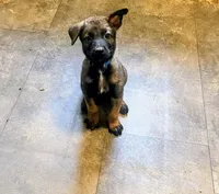 🔵 Rambo — Blue Collar, a male Belgian Malinois for sale in Bloomfield, CT – 3 of 5