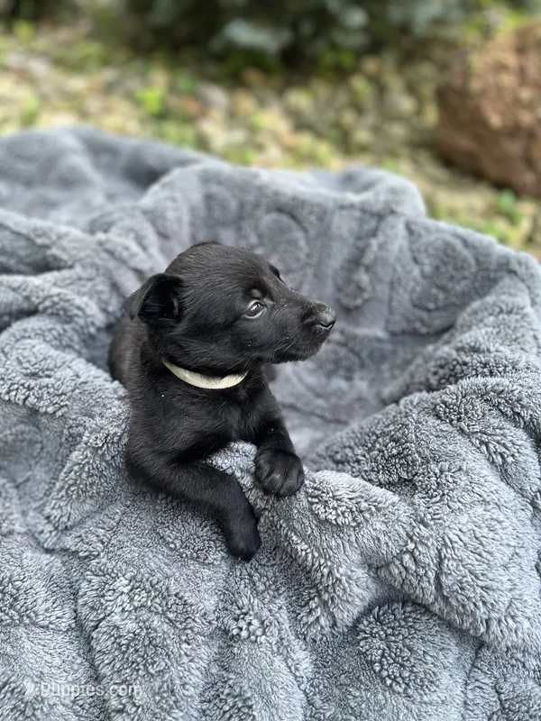 🩶 Xena — Grey Collar – Belgian Malinois puppy for sale in Hartford, CT