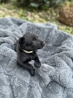 🩶 Xena — Grey Collar, a female Belgian Malinois for sale in Bloomfield, CT – 1 of 2