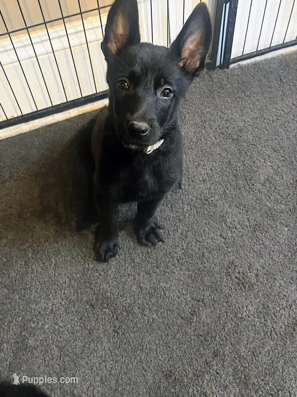 🩶 Xena — Grey Collar – Belgian Malinois puppy for sale in Bloomfield, CT