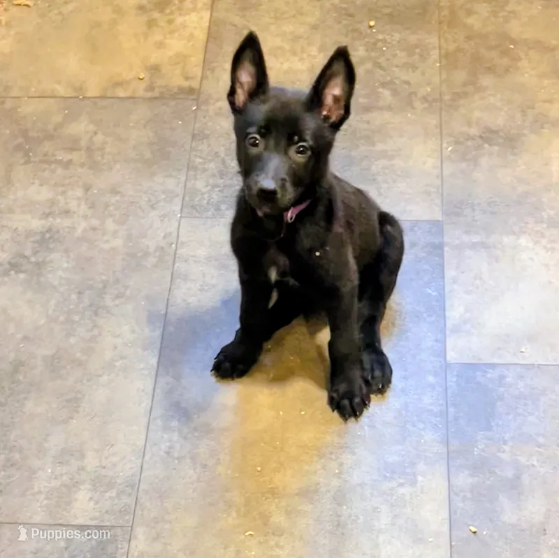 💜 Storm — Purple Collar – Belgian Malinois puppy for sale in Bloomfield, CT