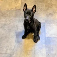 💜 Storm — Purple Collar, a female Belgian Malinois for sale in Bloomfield, CT – 3 of 5