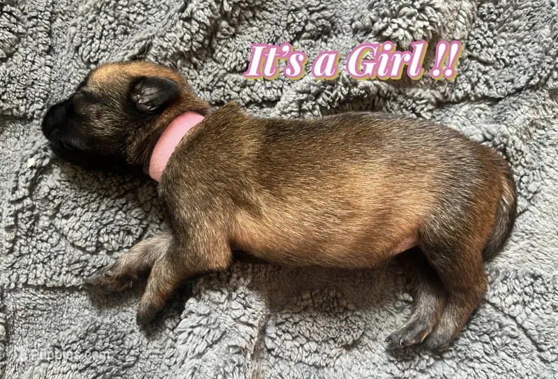 🩷 Vega — Pink Collar – Belgian Malinois puppy for sale in Hartford, CT