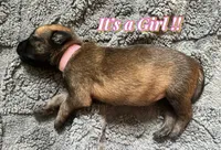 🩷 Vega — Pink Collar, a female Belgian Malinois for sale in Hartford, CT – 1 of 1