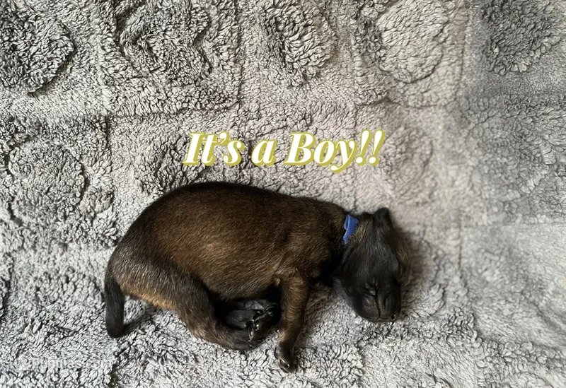 🔵 Rambo — Blue Collar – Belgian Malinois puppy for sale in Hartford, CT