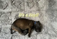 🔵 Rambo — Blue Collar, a male Belgian Malinois for sale in Hartford, CT – 1 of 1