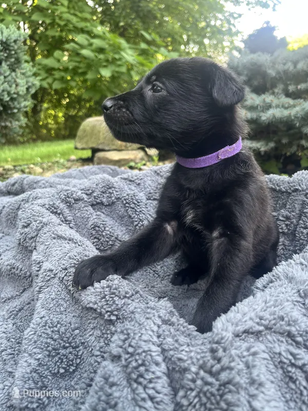💜 Storm — Purple Collar – Belgian Malinois puppy for sale in Hartford, CT