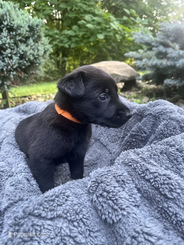 🟠 Ace — Orange Collar – Belgian Malinois puppy for sale in Hartford, CT