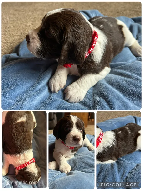 Red – English Springer Spaniel puppy for sale in New London, MN