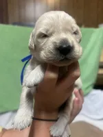 Blue Boy , a female Golden Retriever for sale in Boiling Springs, SC – 10 of 10