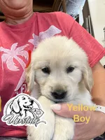 Yellow Boy, a female Golden Retriever for sale in Boiling Springs, SC – 6 of 8