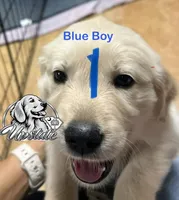 Blue Boy , a female Golden Retriever for sale in Boiling Springs, SC – 4 of 10