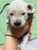Light Pink Girl , a female Golden Retriever for sale in Boiling Springs, SC – 7 of 9