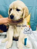 Teal/Mint Girl, a female Golden Retriever for sale in Boiling Springs, SC – 6 of 8