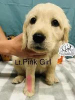 Light Pink Girl , a female Golden Retriever for sale in Boiling Springs, SC – 5 of 9