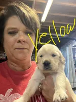 Yellow Boy, a female Golden Retriever for sale in Boiling Springs, SC – 5 of 8