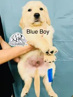 Blue Boy , a female Golden Retriever for sale in Boiling Springs, SC – 3 of 10