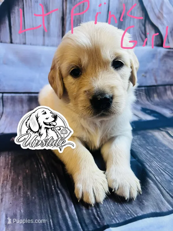 Light Pink Girl  – Golden Retriever puppy for sale in Boiling Springs, SC