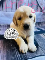 Light Pink Girl , a female Golden Retriever for sale in Boiling Springs, SC – 1 of 9