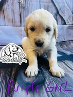 Purple Girl, a female Golden Retriever for sale in Boiling Springs, SC – 3 of 4