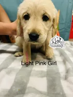 Light Pink Girl , a female Golden Retriever for sale in Boiling Springs, SC – 6 of 9