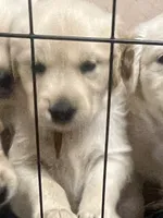 Dark Pink Girl , a female Golden Retriever for sale in Boiling Springs, SC – 5 of 7