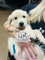 Teal/Mint Girl, a female Golden Retriever for sale in Boiling Springs, SC – 8 of 8