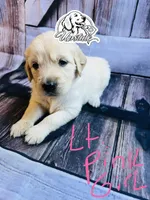 Light Pink Girl , a female Golden Retriever for sale in Boiling Springs, SC – 2 of 9