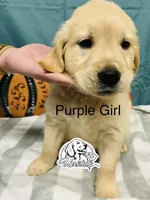 Purple Girl, a female Golden Retriever for sale in Boiling Springs, SC – 2 of 4