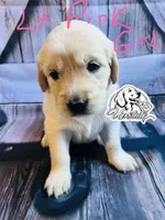 Light Pink Girl , a female Golden Retriever for sale in Boiling Springs, SC – 8 of 9