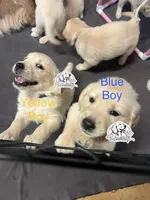 Blue Boy , a female Golden Retriever for sale in Boiling Springs, SC – 5 of 10