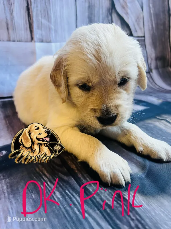 Dark Pink Girl  – Golden Retriever puppy for sale in Boiling Springs, SC