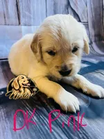Dark Pink Girl , a female Golden Retriever for sale in Boiling Springs, SC – 1 of 7