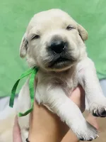 Green Girl, a female Golden Retriever for sale in Boiling Springs, SC – 4 of 9