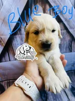 Blue Boy , a female Golden Retriever for sale in Boiling Springs, SC – 8 of 10