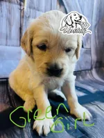 Green Girl, a female Golden Retriever for sale in Boiling Springs, SC – 2 of 9