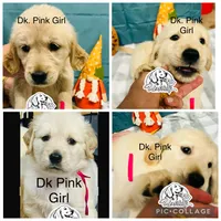 Dark Pink Girl , a female Golden Retriever for sale in Boiling Springs, SC – 7 of 7