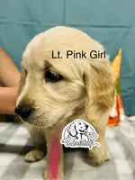 Light Pink Girl , a female Golden Retriever for sale in Boiling Springs, SC – 4 of 9