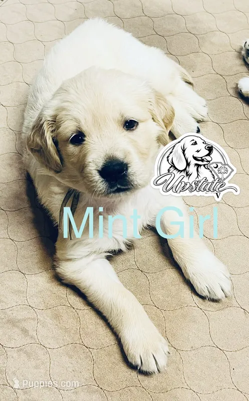 Teal/Mint Girl – Golden Retriever puppy for sale in Boiling Springs, SC