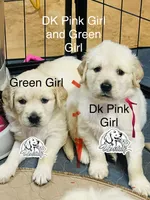 Dark Pink Girl , a female Golden Retriever for sale in Boiling Springs, SC – 6 of 7